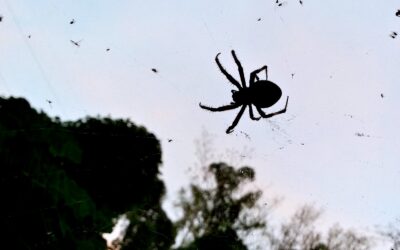 Excerpt from The Spider and the Birdhouse: A story I wrote a decade ago about social work