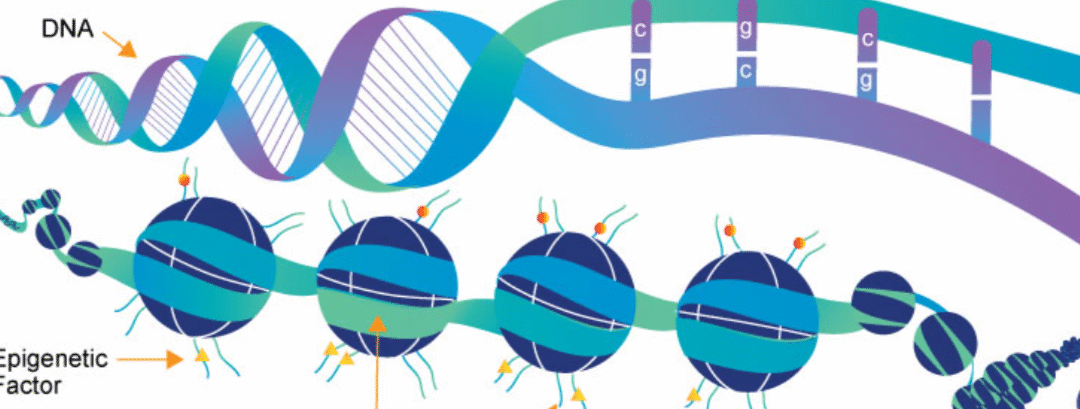 Epigenetics: How Environment and Lifestyle Shape Brain Health and Behavior