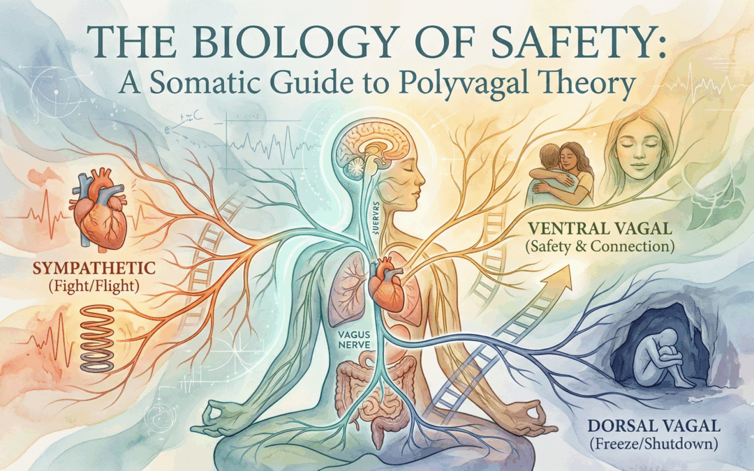 The Biology of Safety: A Somatic Guide to Polyvagal Theory