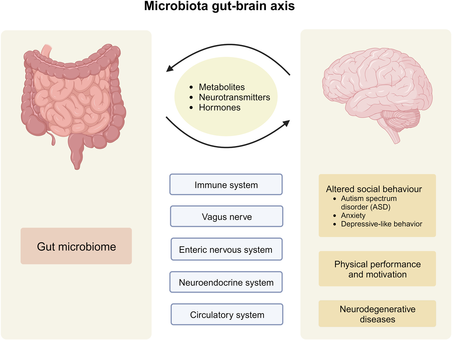 Gut Brain Axis for Trauma
