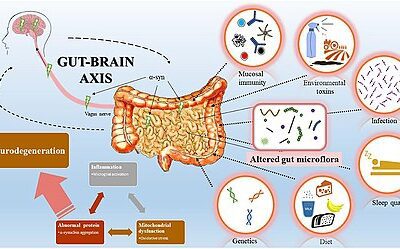 The Gut-Brain Axis: Is Your Anxiety Actually Inflammation?