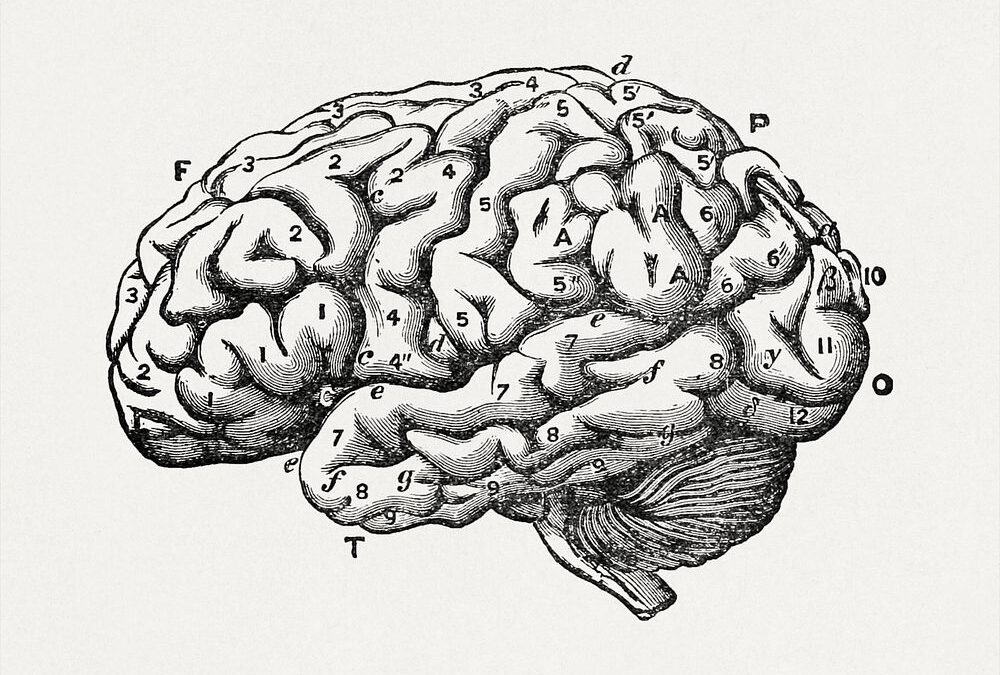 The Brain-Body Connection: How Somatic Experiencing Works