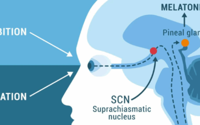 What is the Pineal Gland: Neuroscience, New Age, Numinous and Nonsense