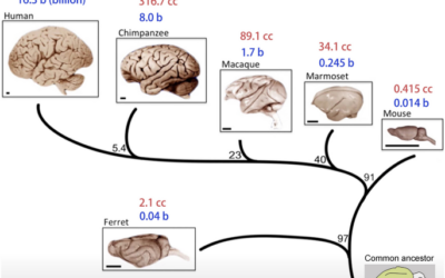 Consciousness, Emotion and the Self