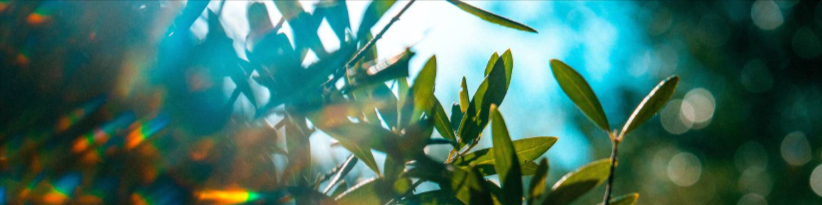 What Are Glimmers? The Polyvagal Key to Nervous System Healing