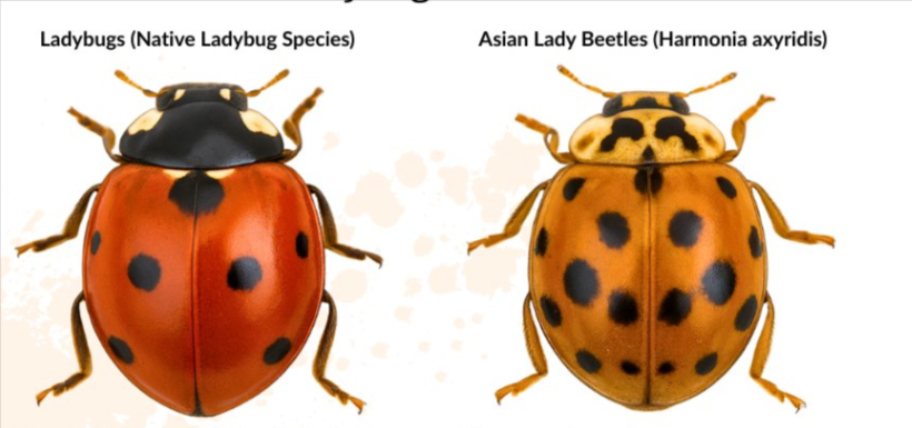 Why are Lady Bugs Crawling into my house.