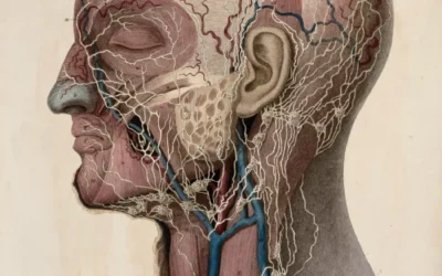 The Great Shift: Why the Market is Moving from CBT to Somatic and Neuro-Experiential Therapies for Trauma