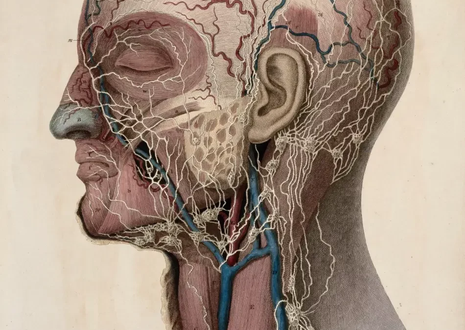 The Great Shift: Why the Market is Moving from CBT to Somatic and Neuro-Experiential Therapies for Trauma
