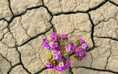The Neurobiology of Resilience: Understanding Why Some Clients Thrive in Therapy